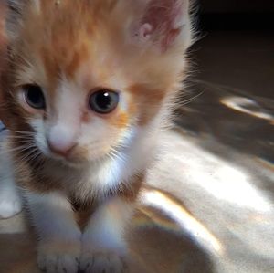 Meet your Posher, Dulce